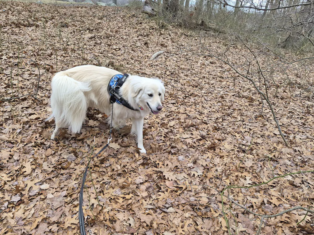 The Last Harness They'll Need